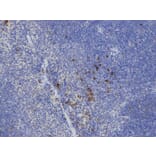 Immunohistochemistry - IL2 Antibody from Signalway Antibody (32069) - Antibodies.com