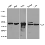 Western blot - JUP Antibody from Signalway Antibody (32095) - Antibodies.com