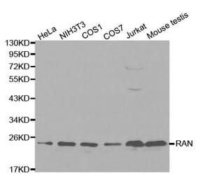 Western blot - RAN Antibody from Signalway Antibody (32104) - Antibodies.com
