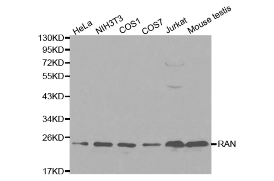 Western blot - RAN Antibody from Signalway Antibody (32104) - Antibodies.com