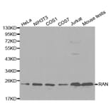 Western blot - RAN Antibody from Signalway Antibody (32104) - Antibodies.com