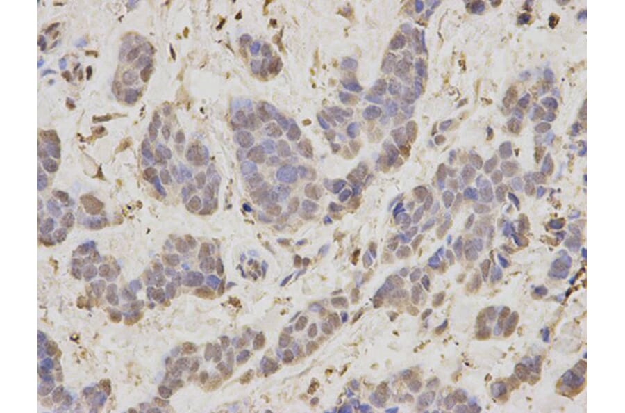 Immunohistochemistry - RAN Antibody from Signalway Antibody (32104) - Antibodies.com