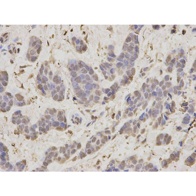 Immunohistochemistry - RAN Antibody from Signalway Antibody (32104) - Antibodies.com