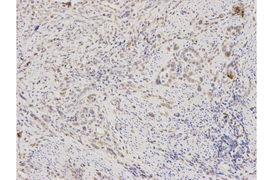 Immunohistochemistry - RAN Antibody from Signalway Antibody (32104) - Antibodies.com