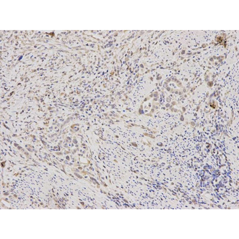 Immunohistochemistry - RAN Antibody from Signalway Antibody (32104) - Antibodies.com