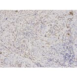 Immunohistochemistry - RAN Antibody from Signalway Antibody (32104) - Antibodies.com