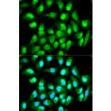 Immunofluorescence - RAN Antibody from Signalway Antibody (32104) - Antibodies.com