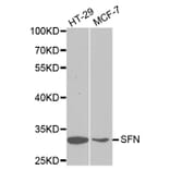 Western blot - SFN Antibody from Signalway Antibody (32126) - Antibodies.com