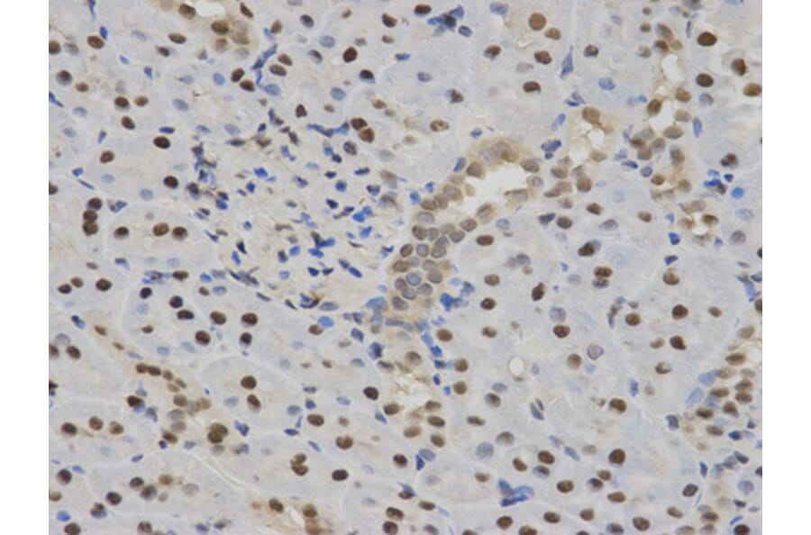 Immunohistochemistry - SFN Antibody from Signalway Antibody (32126) - Antibodies.com