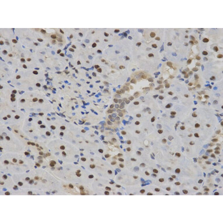 Immunohistochemistry - SFN Antibody from Signalway Antibody (32126) - Antibodies.com