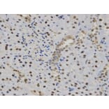 Immunohistochemistry - SFN Antibody from Signalway Antibody (32126) - Antibodies.com