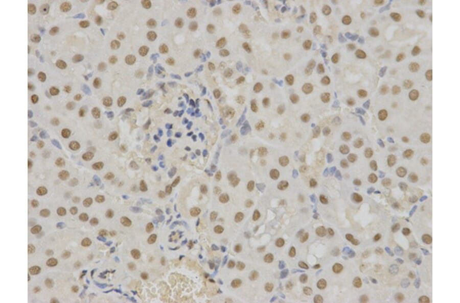 Immunohistochemistry - SFN Antibody from Signalway Antibody (32126) - Antibodies.com