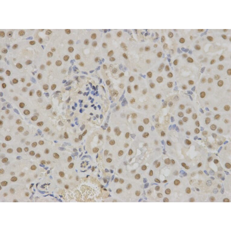 Immunohistochemistry - SFN Antibody from Signalway Antibody (32126) - Antibodies.com