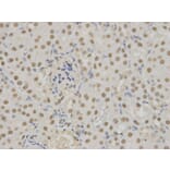 Immunohistochemistry - SFN Antibody from Signalway Antibody (32126) - Antibodies.com