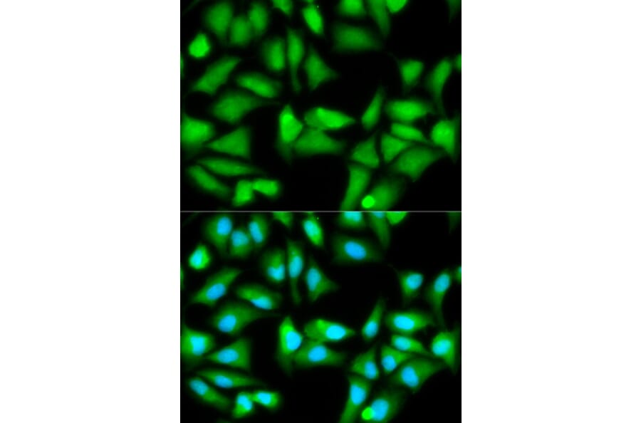 Immunofluorescence - GSS Antibody from Signalway Antibody (32143) - Antibodies.com