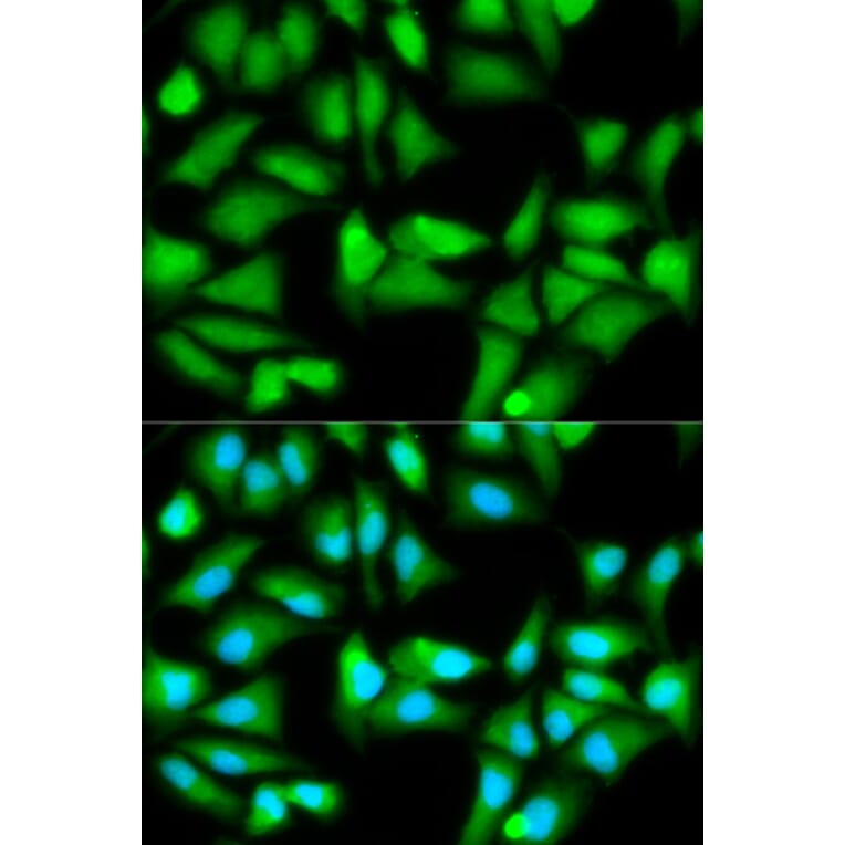 Immunofluorescence - GSS Antibody from Signalway Antibody (32143) - Antibodies.com