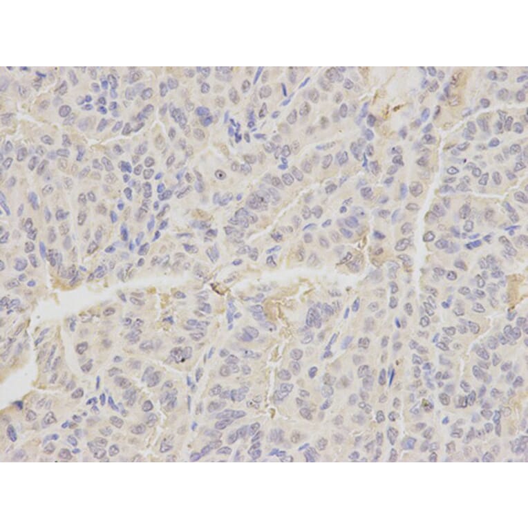 Immunohistochemistry - EMD Antibody from Signalway Antibody (32172) - Antibodies.com