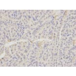 Immunohistochemistry - EMD Antibody from Signalway Antibody (32172) - Antibodies.com