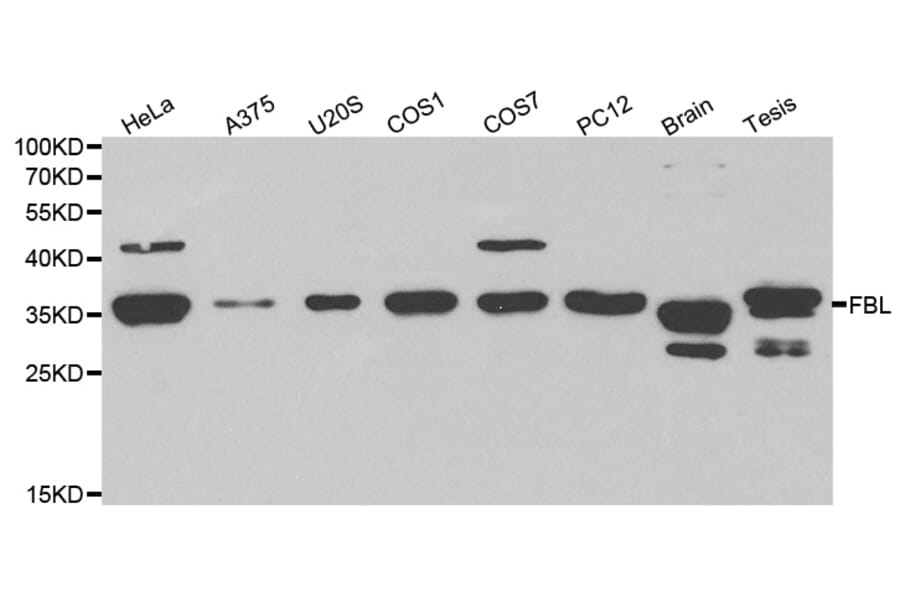 Western blot - FBL Antibody from Signalway Antibody (32174) - Antibodies.com