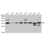 Western blot - FBL Antibody from Signalway Antibody (32174) - Antibodies.com