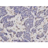 Immunohistochemistry - FBL Antibody from Signalway Antibody (32174) - Antibodies.com