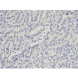 Immunohistochemistry - PML Antibody from Signalway Antibody (32211) - Antibodies.com
