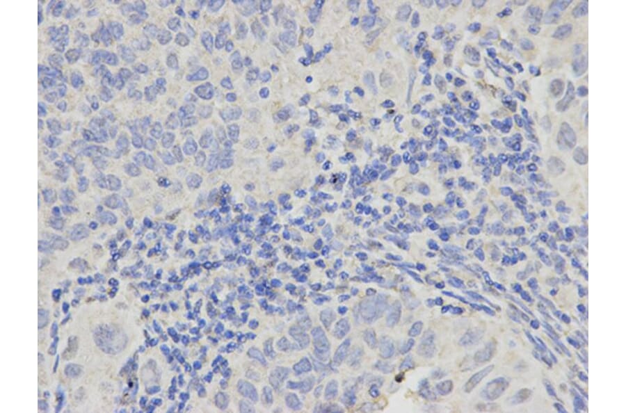 Immunohistochemistry - PML Antibody from Signalway Antibody (32211) - Antibodies.com