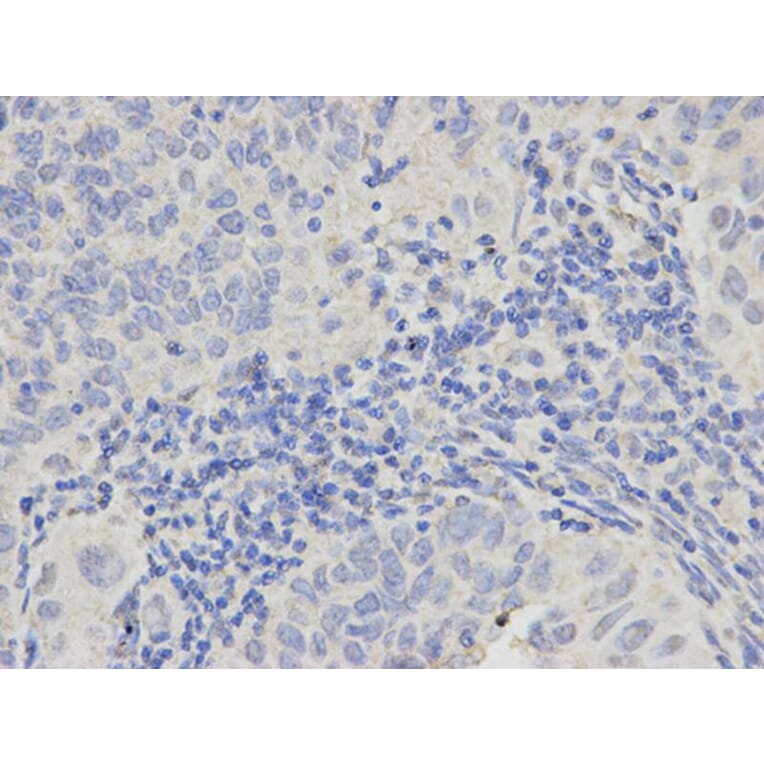 Immunohistochemistry - PML Antibody from Signalway Antibody (32211) - Antibodies.com