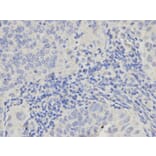 Immunohistochemistry - PML Antibody from Signalway Antibody (32211) - Antibodies.com