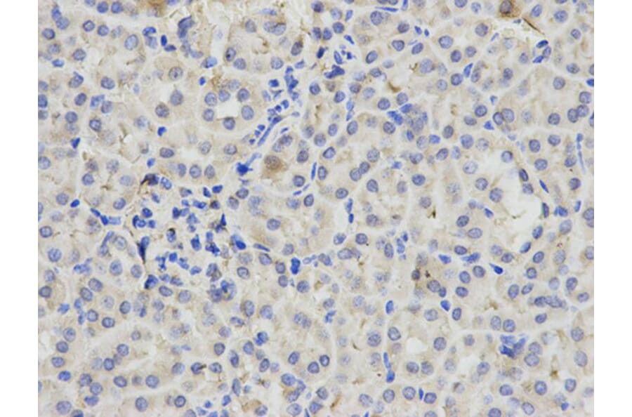Immunohistochemistry - PML Antibody from Signalway Antibody (32211) - Antibodies.com