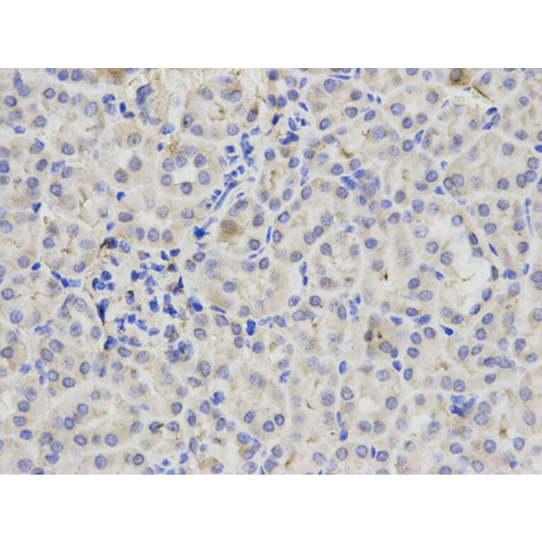 Immunohistochemistry - PML Antibody from Signalway Antibody (32211) - Antibodies.com