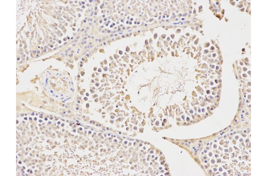 Immunohistochemistry - CA3 Antibody from Signalway Antibody (32231) - Antibodies.com