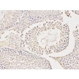 Immunohistochemistry - CA3 Antibody from Signalway Antibody (32231) - Antibodies.com
