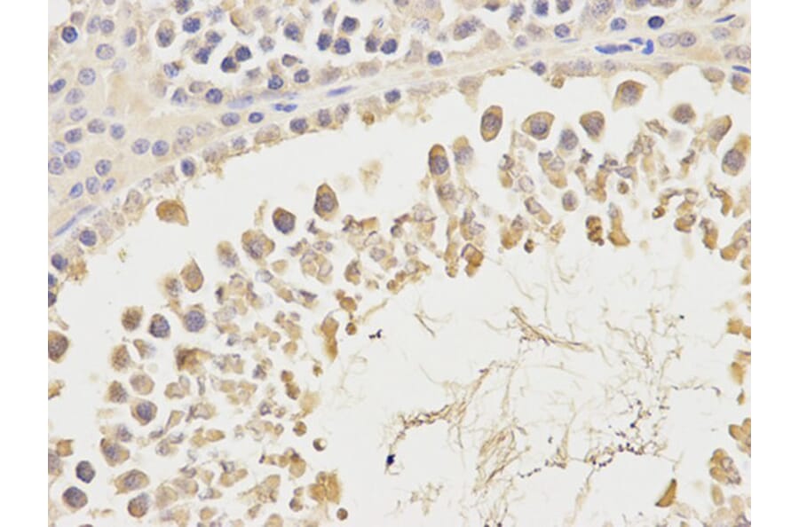 Immunohistochemistry - CA3 Antibody from Signalway Antibody (32231) - Antibodies.com
