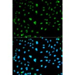 Immunofluorescence - CA3 Antibody from Signalway Antibody (32231) - Antibodies.com