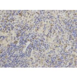 Immunohistochemistry - AK1 Antibody from Signalway Antibody (32235) - Antibodies.com