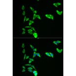 Immunofluorescence - AK1 Antibody from Signalway Antibody (32235) - Antibodies.com