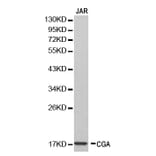Western blot - CGA Antibody from Signalway Antibody (32250) - Antibodies.com