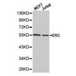 Western blot - ERG Antibody from Signalway Antibody (32251) - Antibodies.com