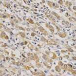 Immunohistochemistry - ERG Antibody from Signalway Antibody (32251) - Antibodies.com