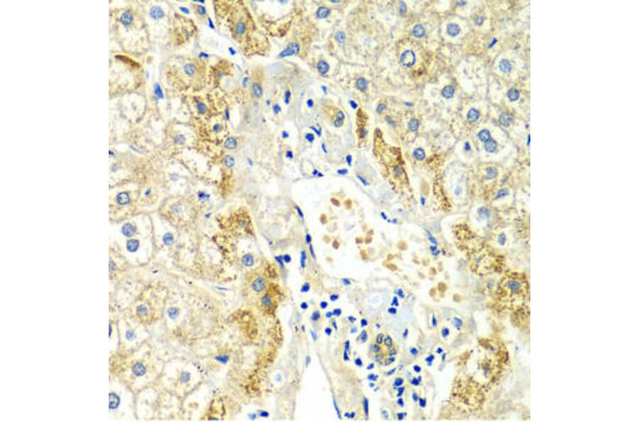 Immunohistochemistry - ERG Antibody from Signalway Antibody (32251) - Antibodies.com