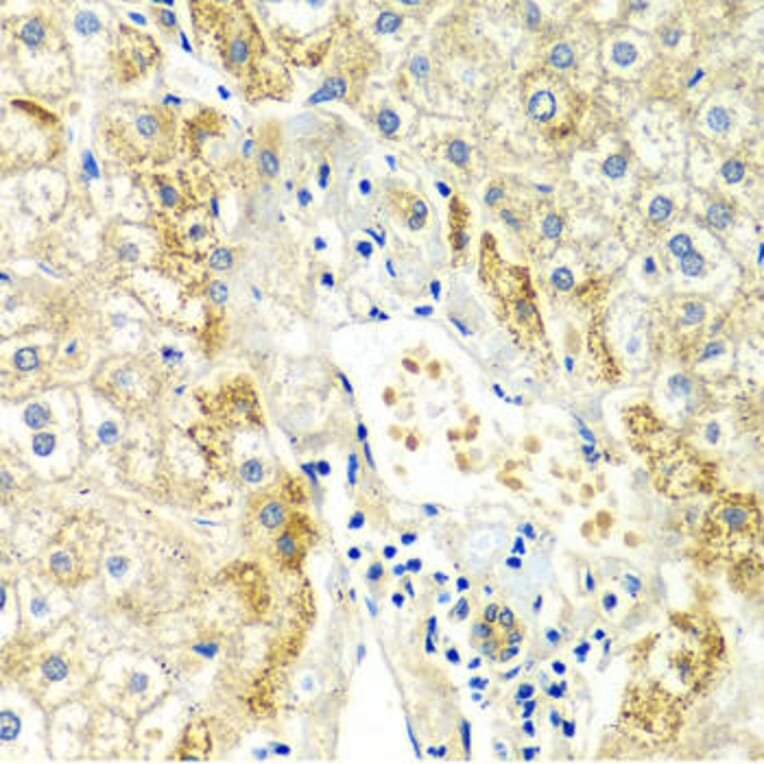 Immunohistochemistry - ERG Antibody from Signalway Antibody (32251) - Antibodies.com