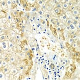 Immunohistochemistry - ERG Antibody from Signalway Antibody (32251) - Antibodies.com