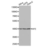 Western blot - HFE Antibody from Signalway Antibody (32264) - Antibodies.com