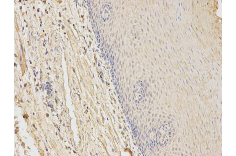 Immunohistochemistry - HFE Antibody from Signalway Antibody (32264) - Antibodies.com