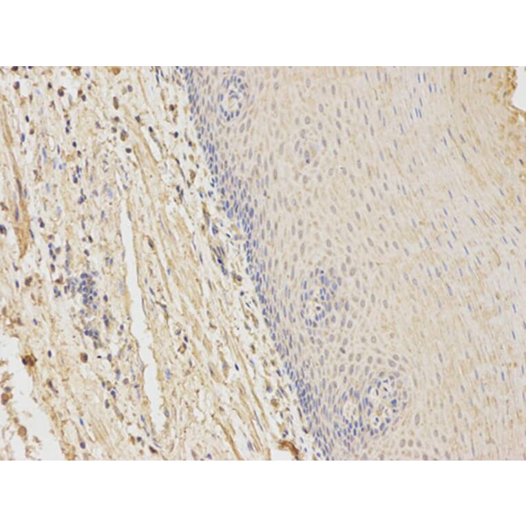 Immunohistochemistry - HFE Antibody from Signalway Antibody (32264) - Antibodies.com