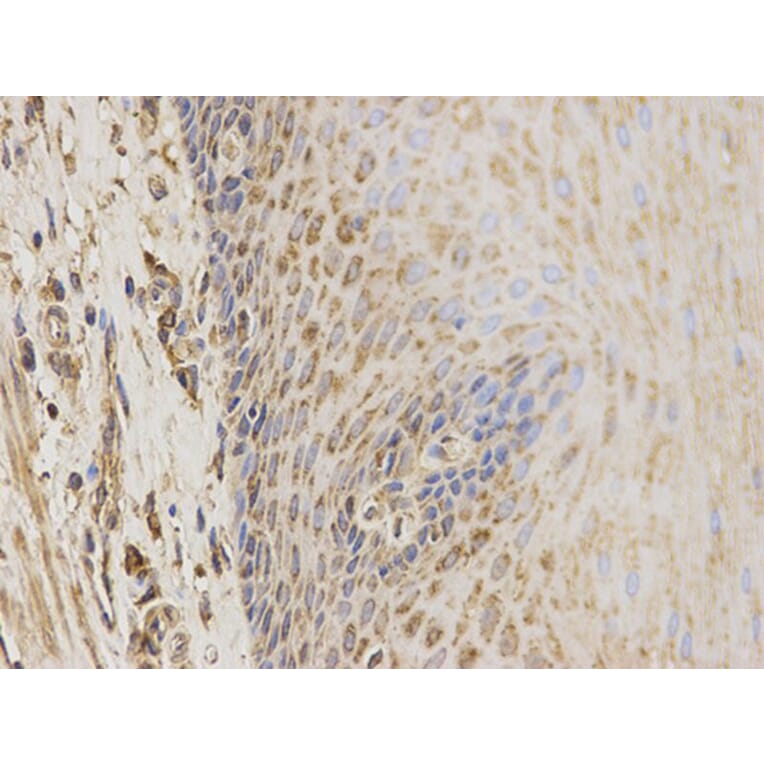 Immunohistochemistry - CBS Antibody from Signalway Antibody (32276) - Antibodies.com