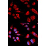 Immunofluorescence - CBS Antibody from Signalway Antibody (32276) - Antibodies.com