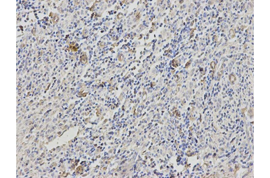 Immunohistochemistry - B2M Antibody from Signalway Antibody (32309) - Antibodies.com