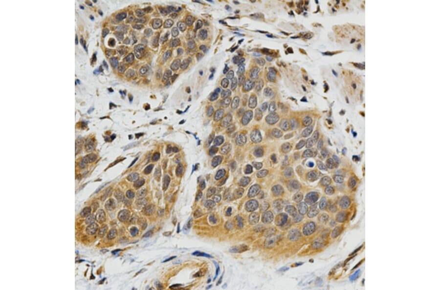 Immunohistochemistry - ABO Antibody from Signalway Antibody (32328) - Antibodies.com